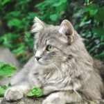 Grooming Tips for Cats